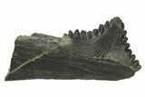 Bizarre Shark (Edestus) Jaw Section with Tooth - Carboniferous #269666-1